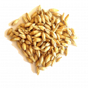 Arquivo PNG de grãos de cevada