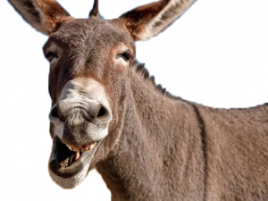 Donkey PNG Download Image