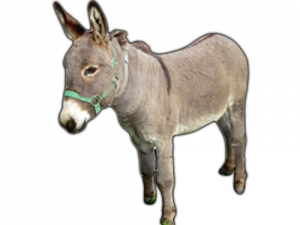 Donkey PNG High Quality Image