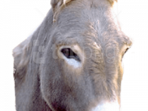 Donkey PNG Picture