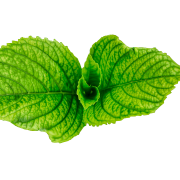 Groene bladeren PNG HD -afbeelding