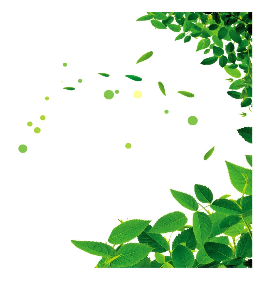 Green Leaf Background png download - 600*556 - Free Transparent