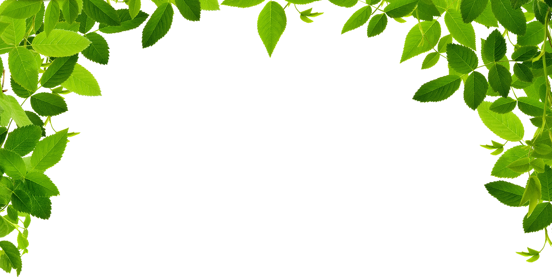 Jungle Vines PNG - PNG All | PNG All