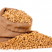 SOYBEAN PNG HD IMAGE