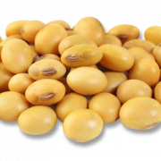 Soybean Png Image File