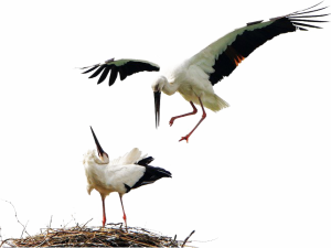 Stork Png Ücretsiz İndir