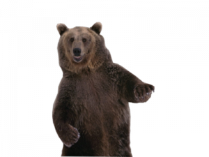 Bear PNG 11