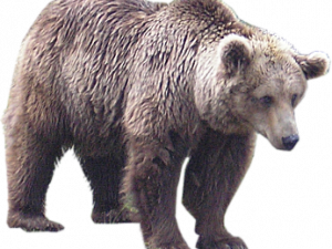 Bear PNG 12