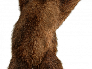 Bear PNG 3