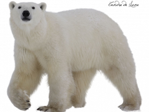 Bear PNG 4