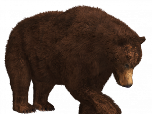 Bear PNG 9