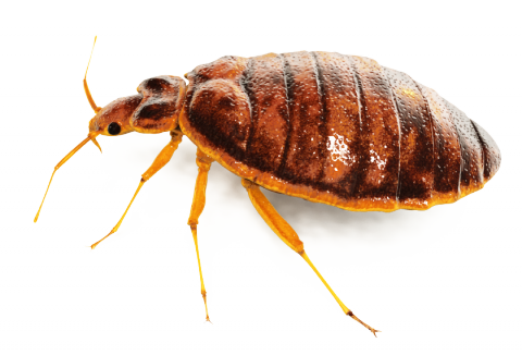 Böcek png