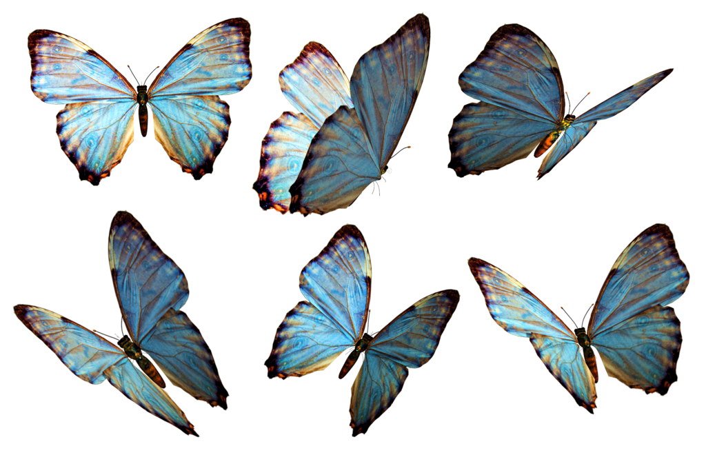 Butterfly PNG 2 | PNG All