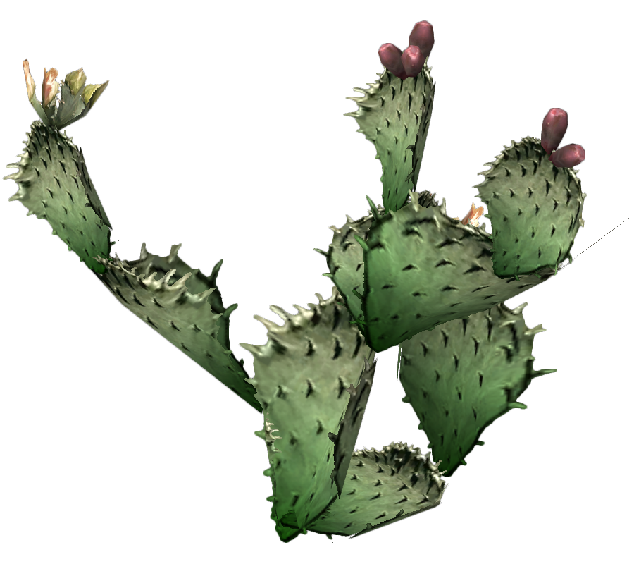 Cactus png 9 - PNG All