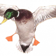 Duck PNG 7