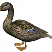 Duck Png 8
