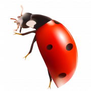 Clipart png ladybug