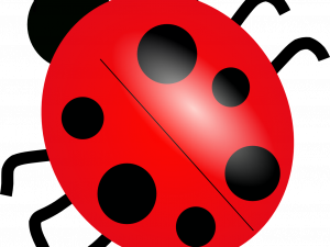 Ladybug PNG resmi