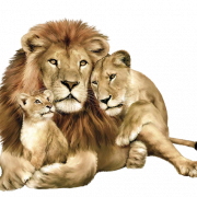 Antecedentes de león PNG