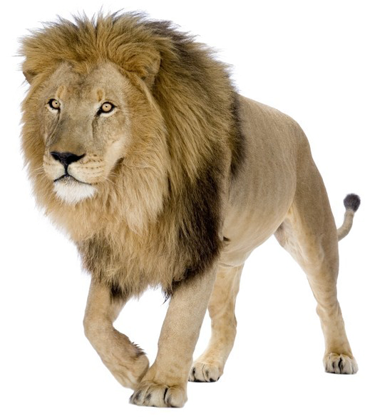 Lion PNG Pic Background | PNG All