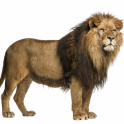 Fichier transparent du lion