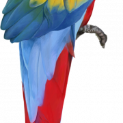 Macaw gratis download PNG