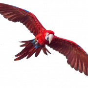 Macaw gratis PNG -afbeelding