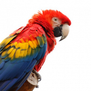 Macaw PNG Bild