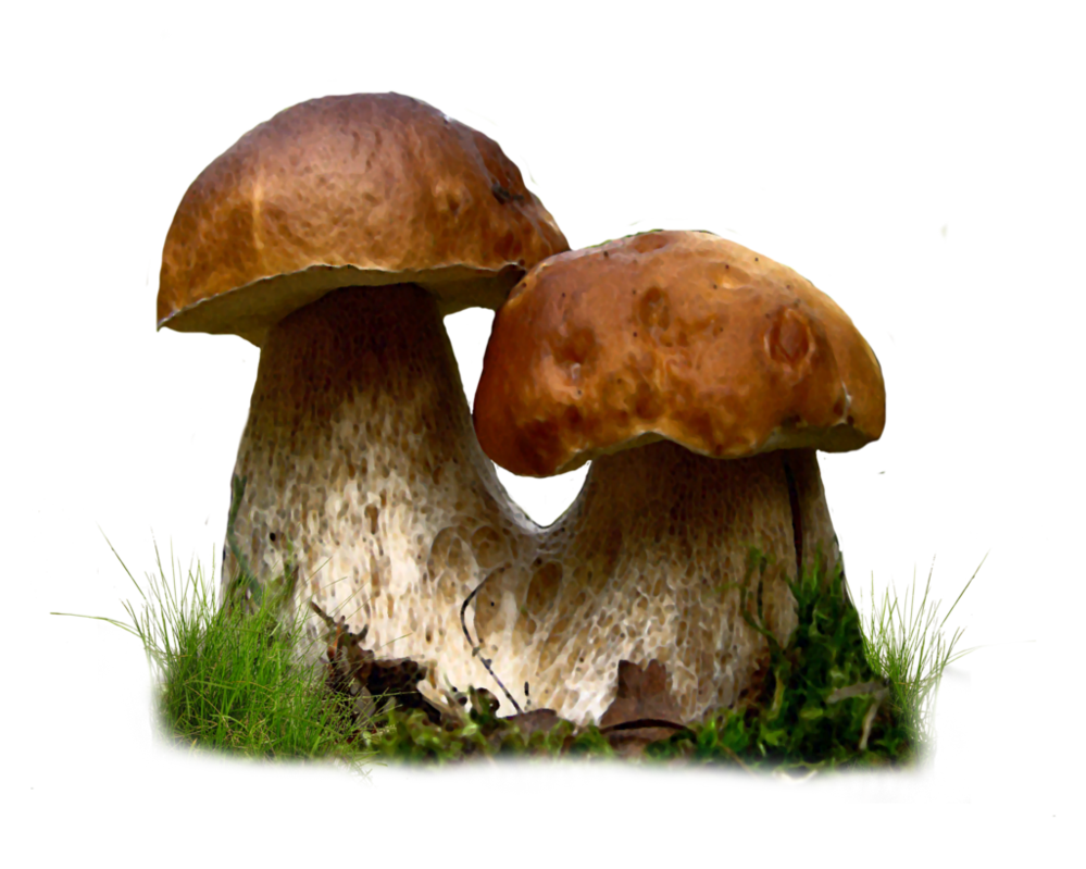 Mushroom-Transparent.png
