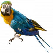 Parrot Ücretsiz İndir Png