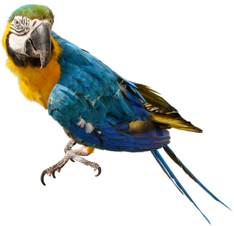 Parrot libreng pag -download png