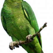 Parrot Png Dosyası
