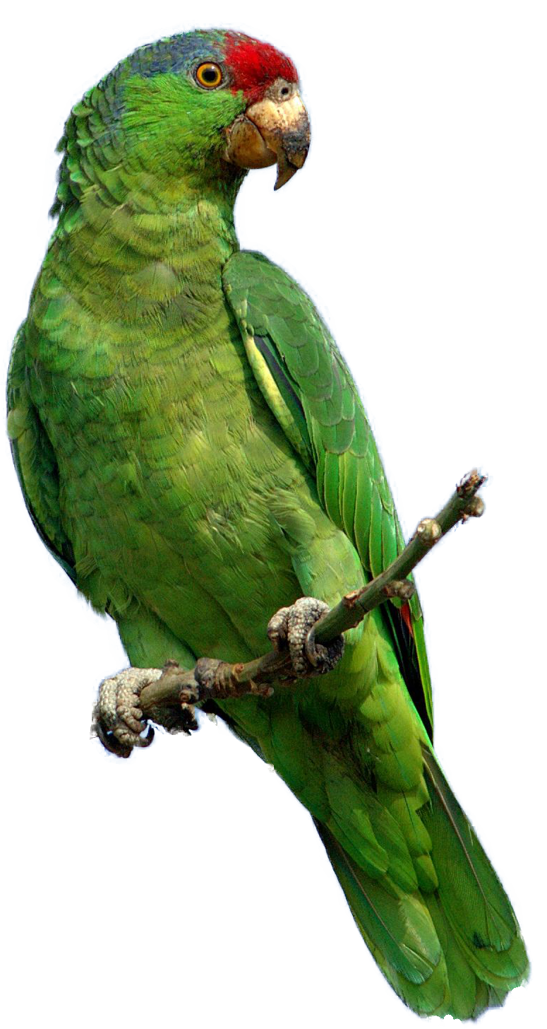 File ng Parrot Png