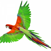 Parrot Png resmi