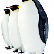 Penguin PNG berkualitas tinggi