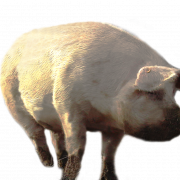 Cochon PNG