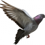 Pigeon Gratis Unduh PNG