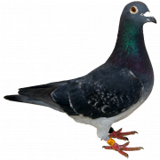 Pombo png