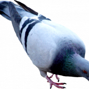 File Pigeon png