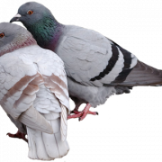 Pic pigeon png