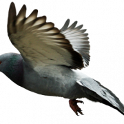 Pigeon Transparan