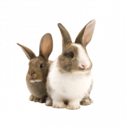 Kaninchen kostenloser Download PNG