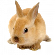 Kaninchen -PNG -Bild