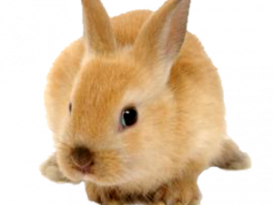 Rabbit PNG Image