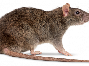 rodent, small mammal, wildlife, nocturnal animal, Rat PNG