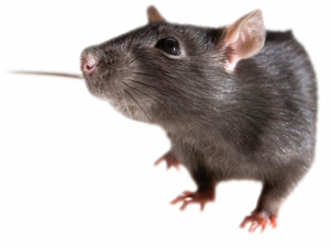 black rat, pet rodent, small mammal, domestic rat, Rat PNG