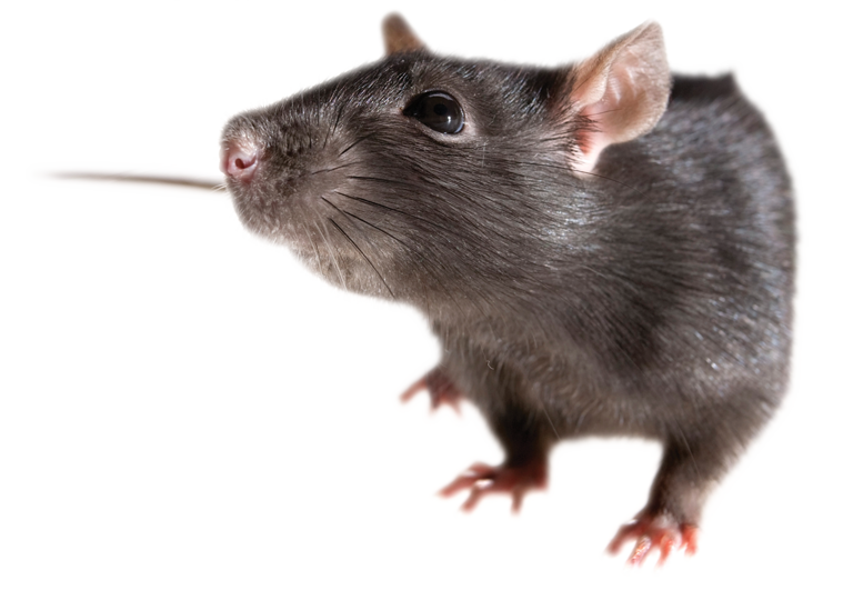 Ratte kostenloser Download PNG