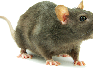 mouse, rodent, small mammal, pet, Rat PNG