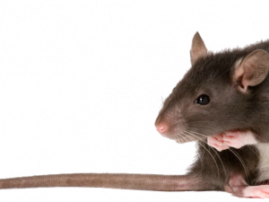 mouse, rodent, pet, small animal, Rat PNG