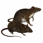 Ratten -PNG Clipart